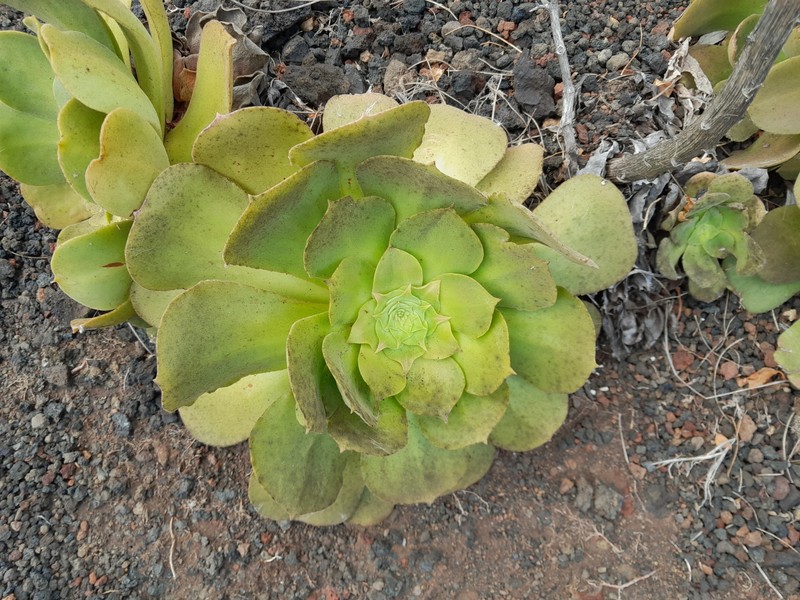 Aeonium canariense subsp. longithyrsum photo 4