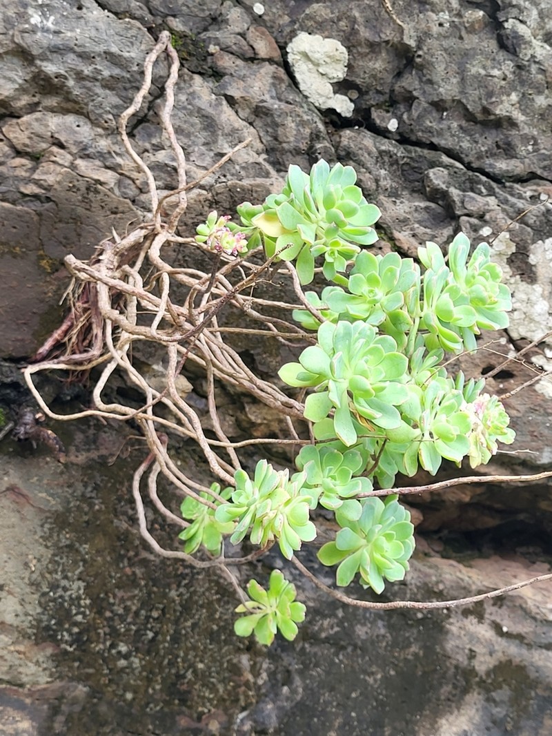 Aeonium castello-paivae