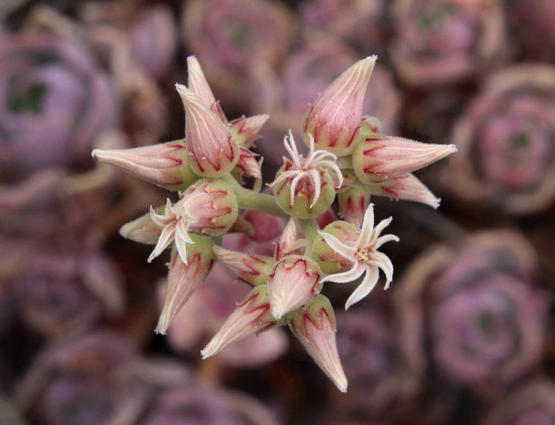 Aeonium castello-paivae photo 2