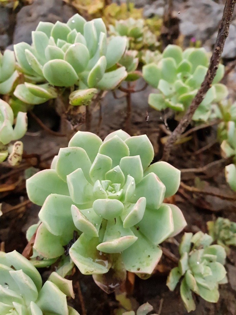 Aeonium castello-paivae photo 3