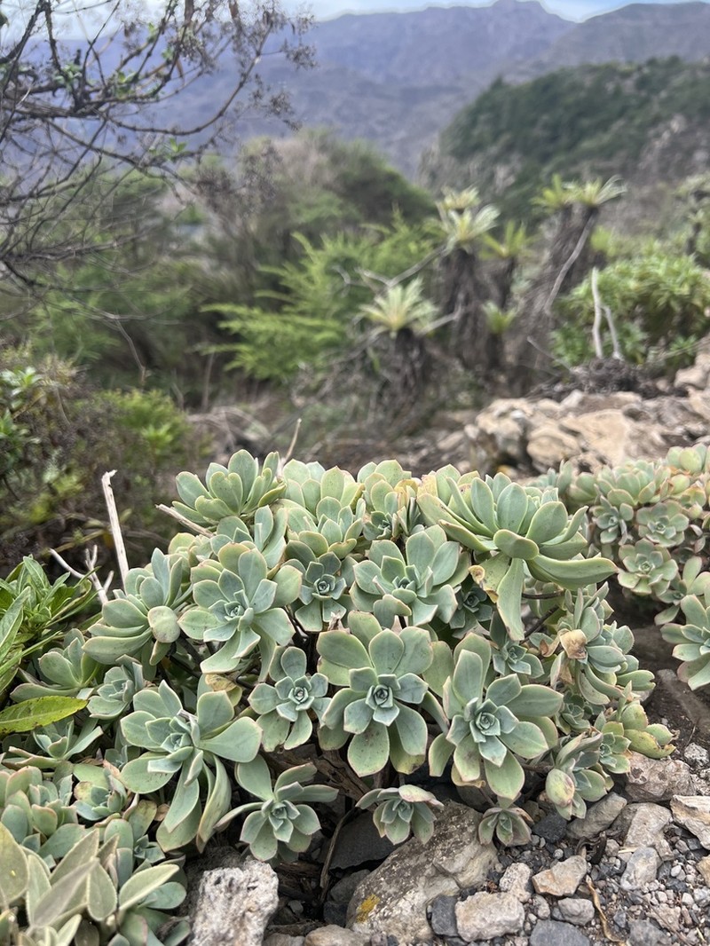 Aeonium castello-paivae photo 4