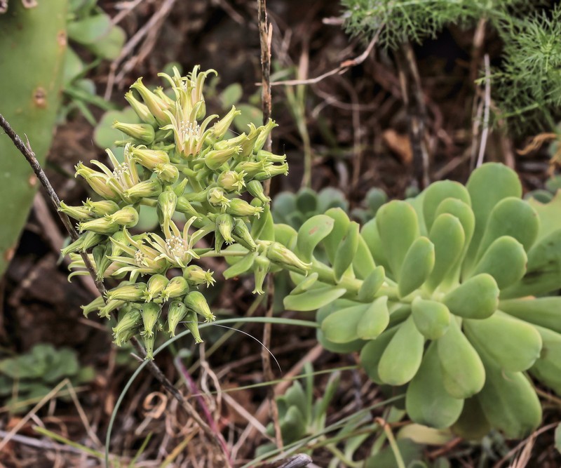 Aeonium castello-paivae photo 5