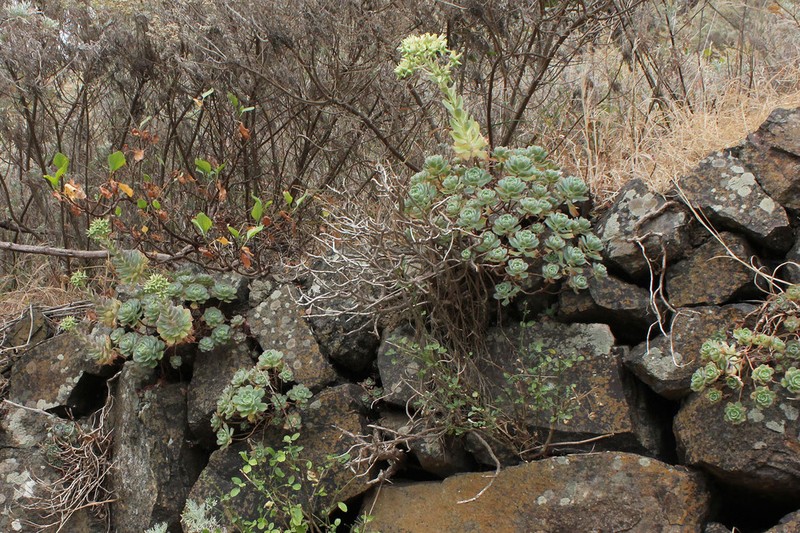 Aeonium castello-paivae photo 6