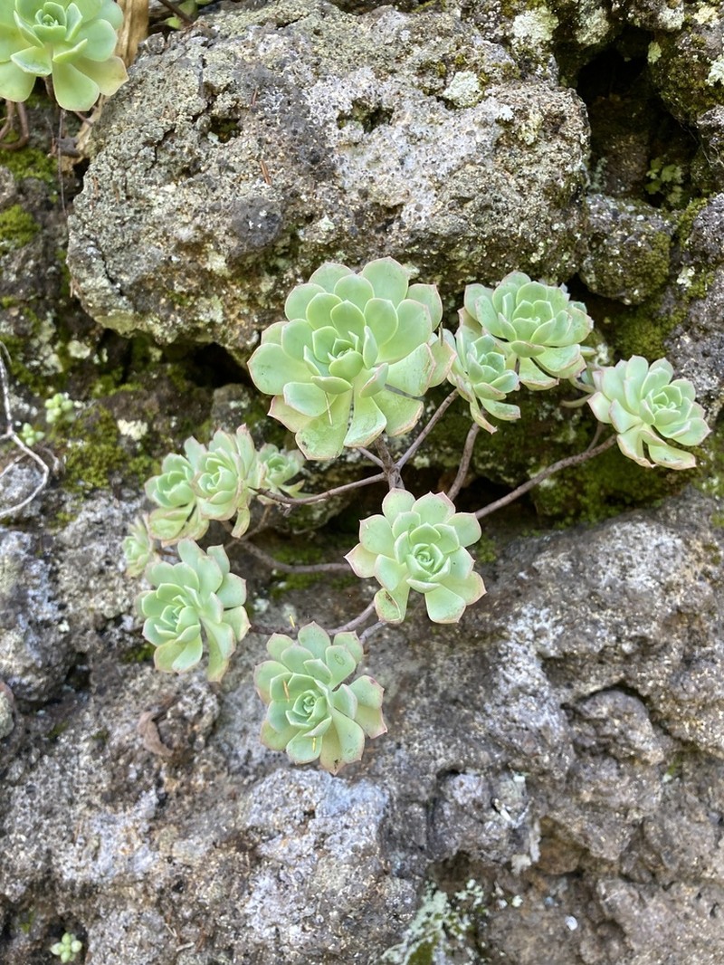Aeonium castello-paivae photo 7