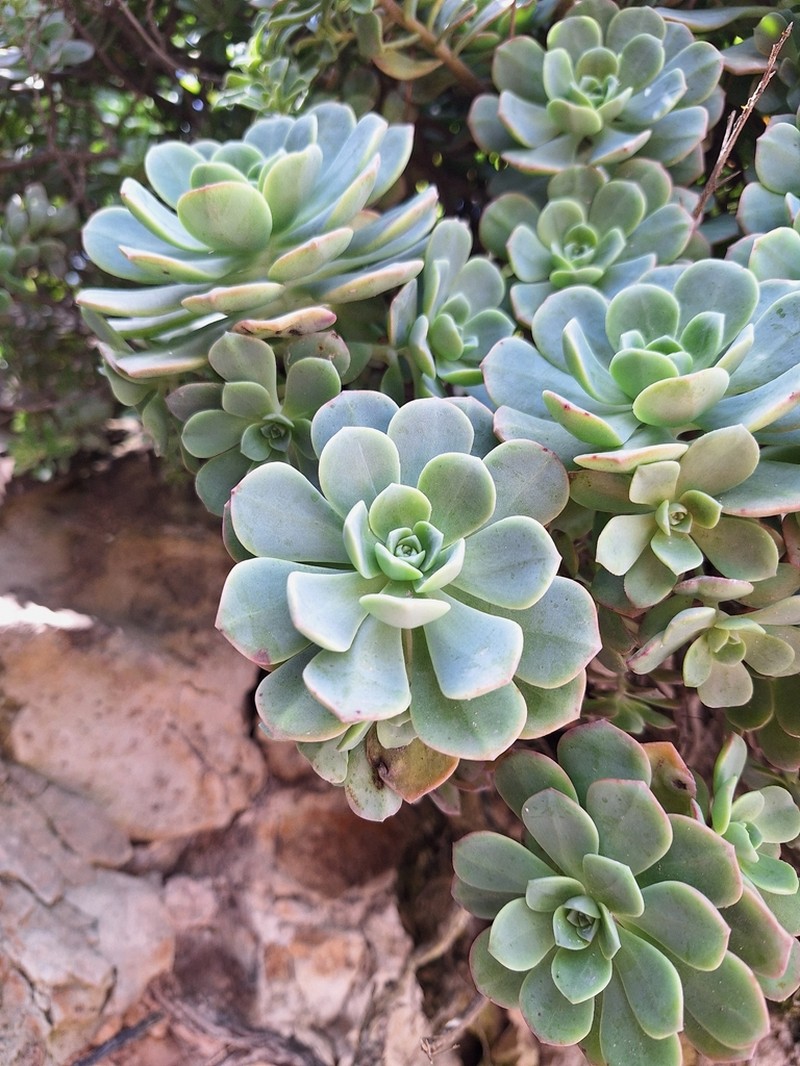 Aeonium castello-paivae photo 8