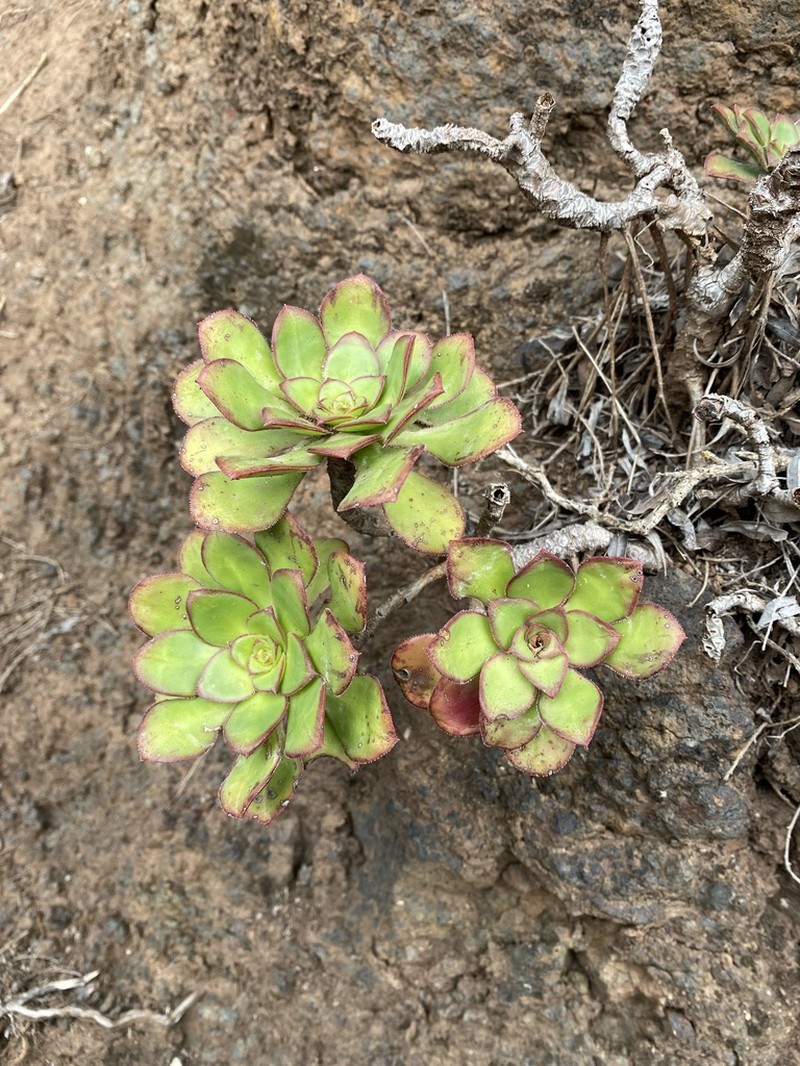 Aeonium ciliatum photo 2