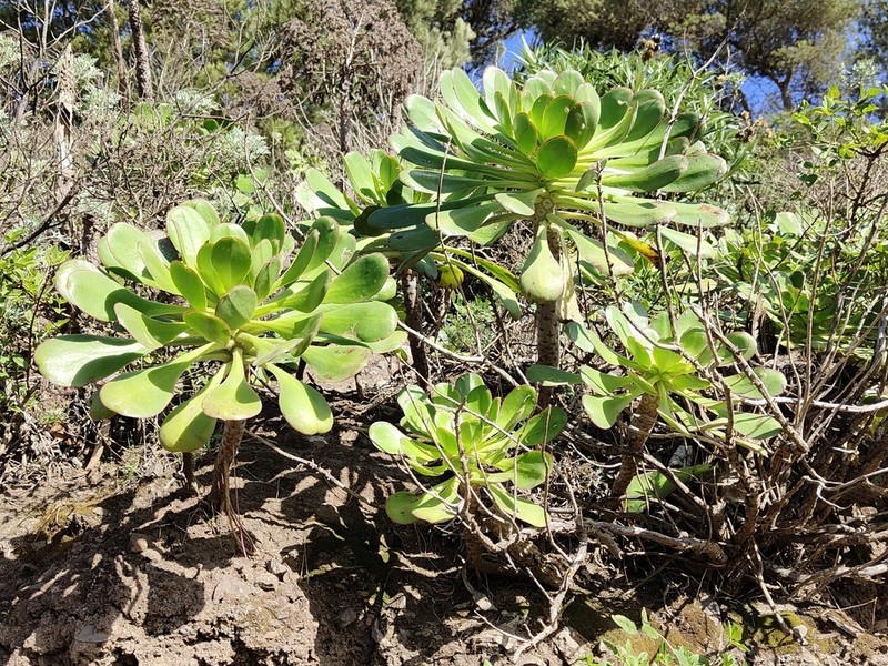 Aeonium ciliatum photo 3