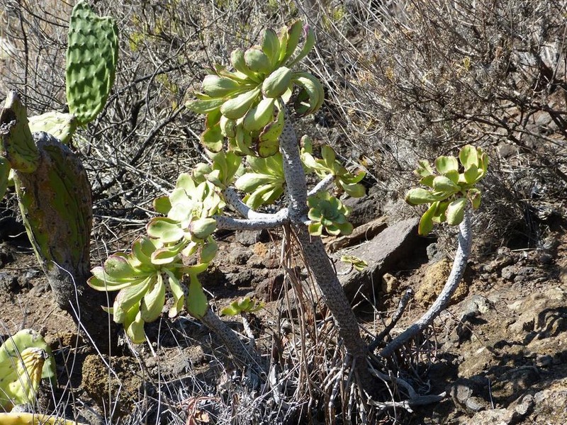 Aeonium ciliatum photo 4