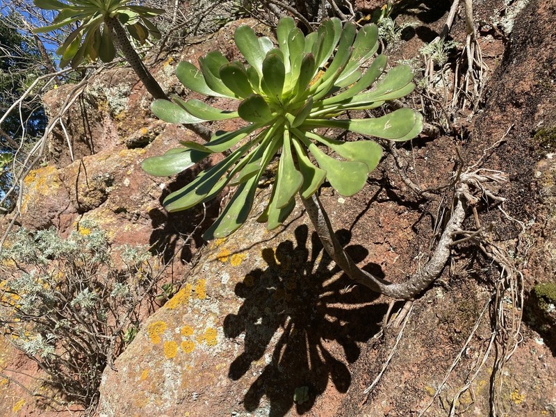 Aeonium ciliatum photo 5