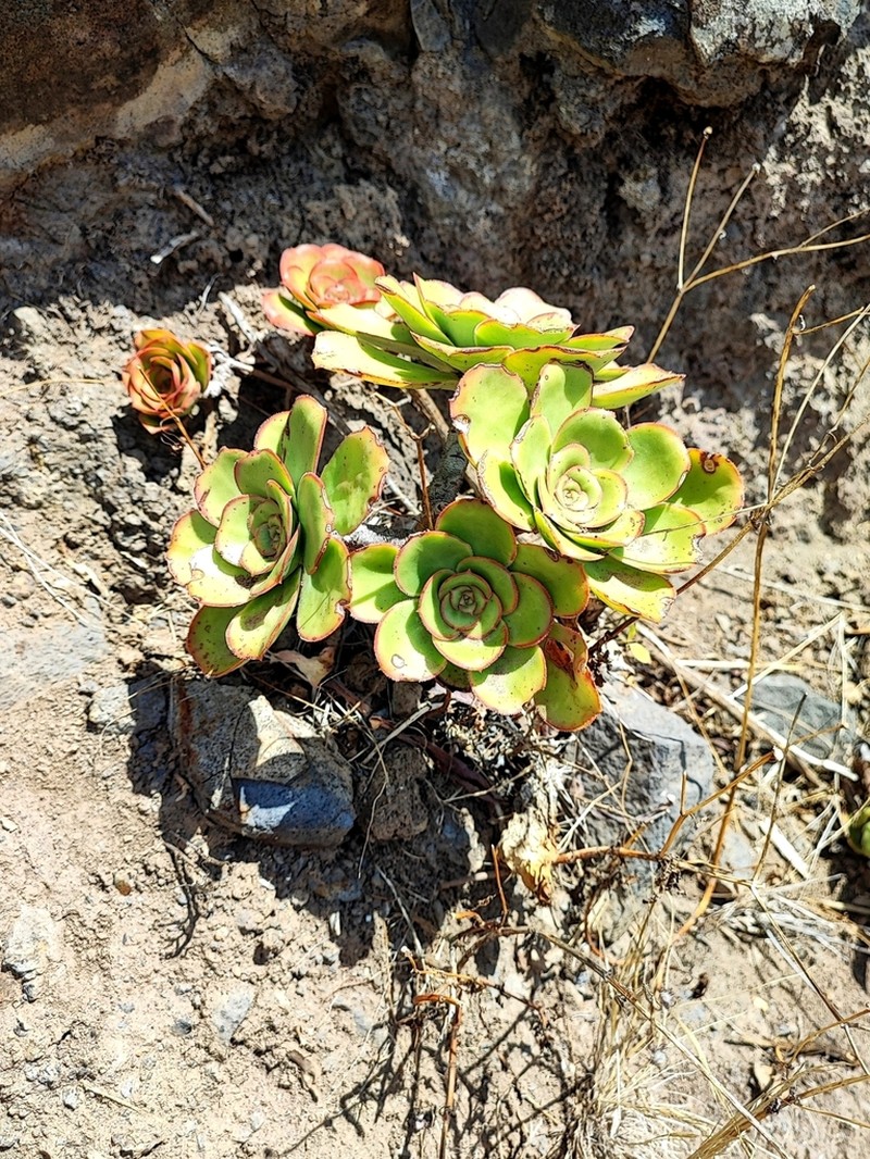 Aeonium ciliatum photo 6