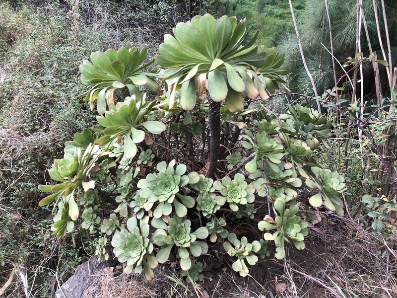 Aeonium ciliatum photo 7