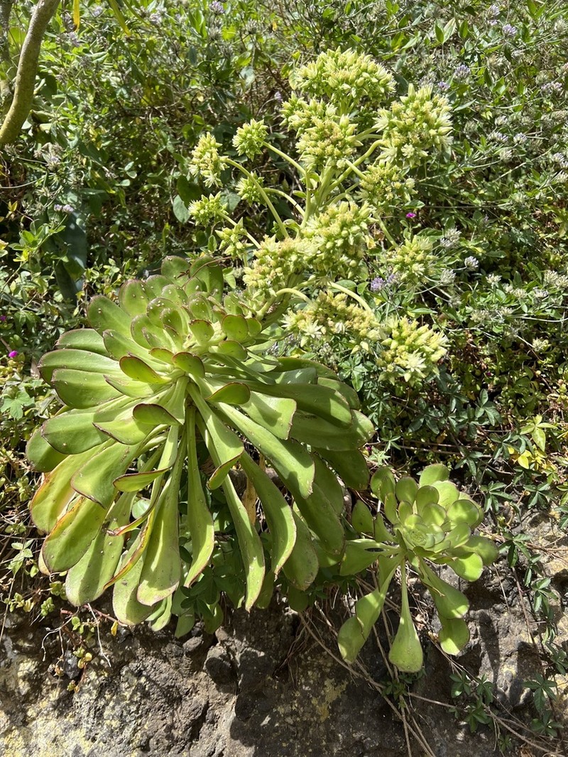 Aeonium ciliatum photo 8