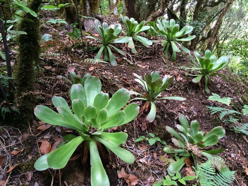 Aeonium cuneatum photo 2