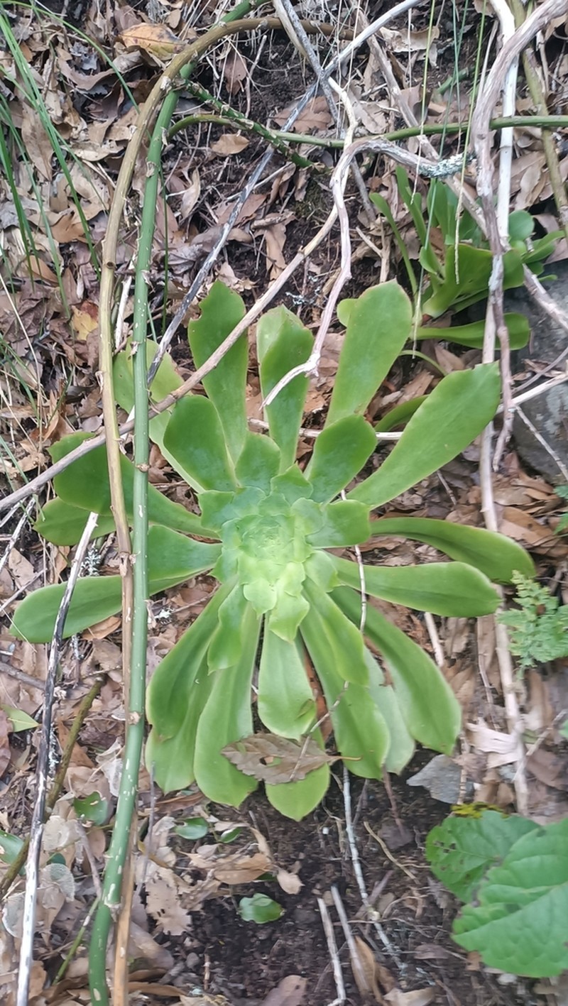 Aeonium cuneatum photo 4