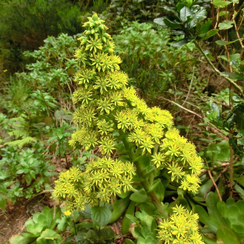 Aeonium cuneatum photo 5