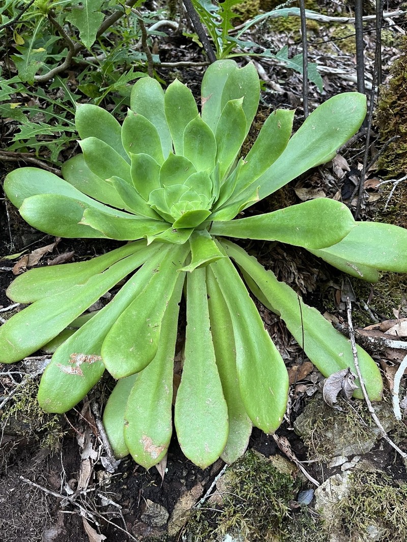 Aeonium cuneatum photo 6