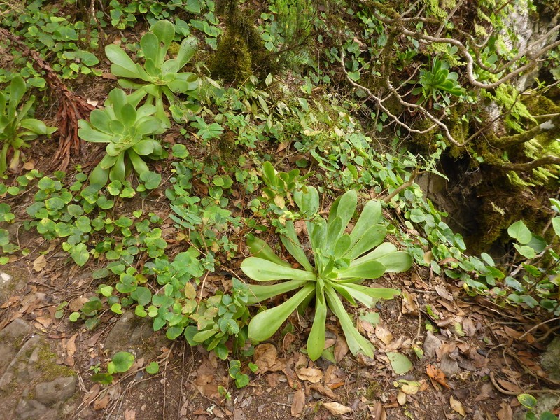 Aeonium cuneatum photo 7
