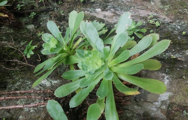 Aeonium cuneatum photo 8