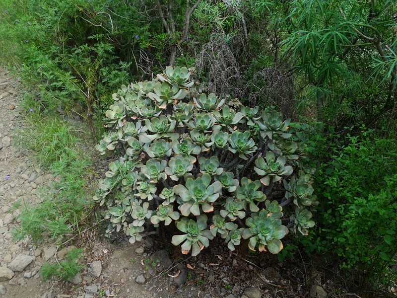 Aeonium davidbramwellii photo 2