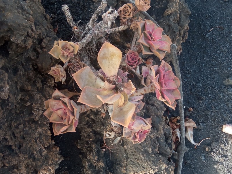 Aeonium davidbramwellii photo 4