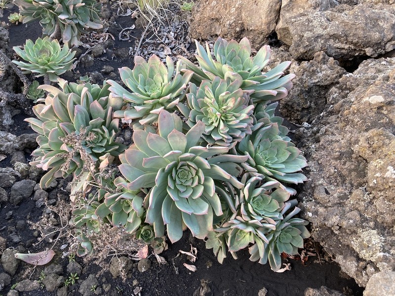 Aeonium davidbramwellii photo 6