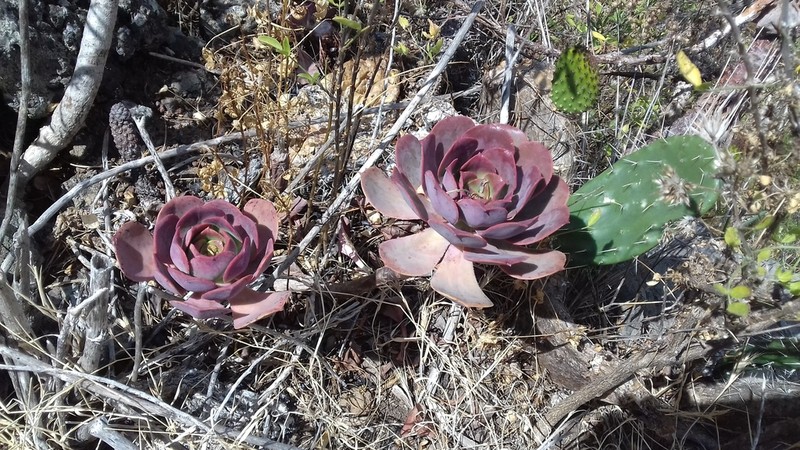 Aeonium davidbramwellii photo 7