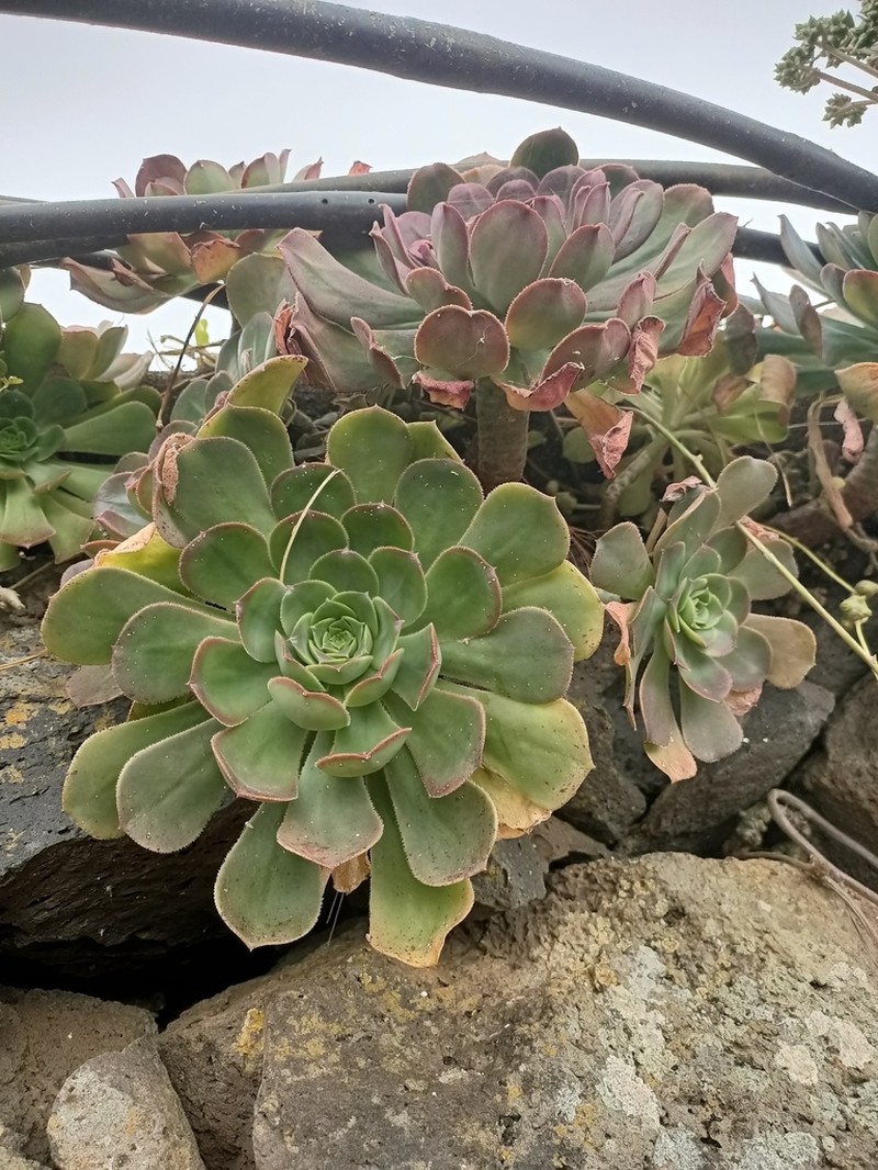 Aeonium davidbramwellii photo 8
