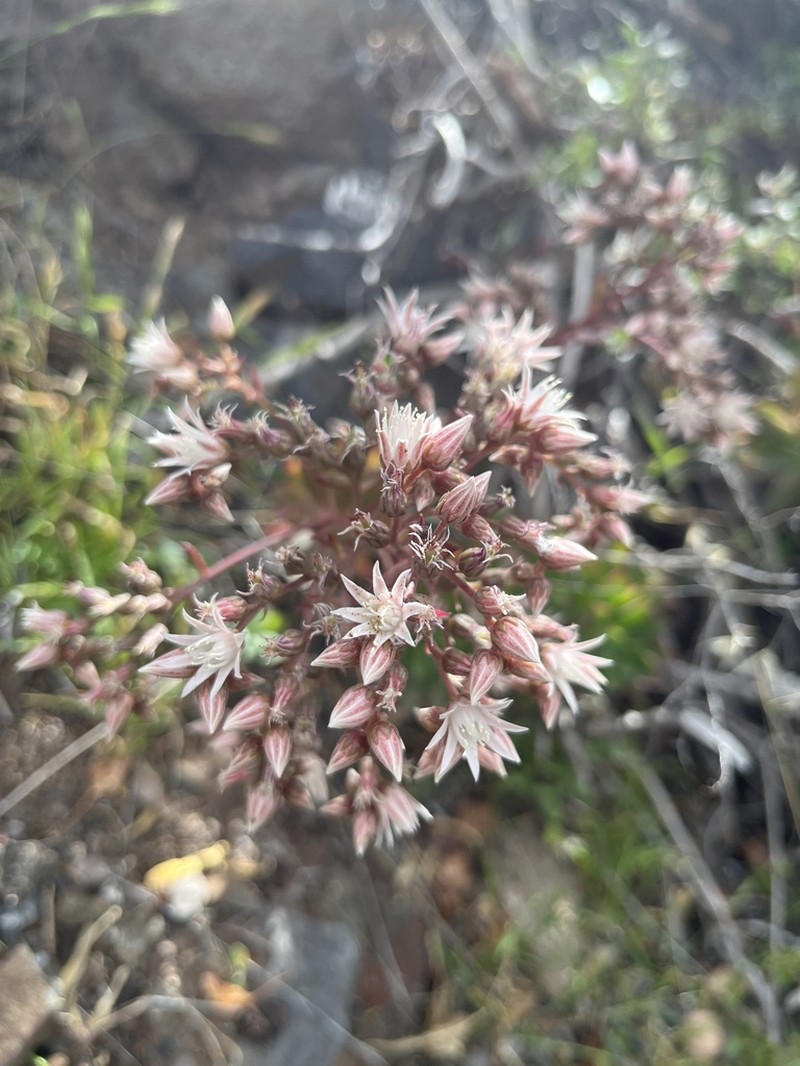 Aeonium decorum