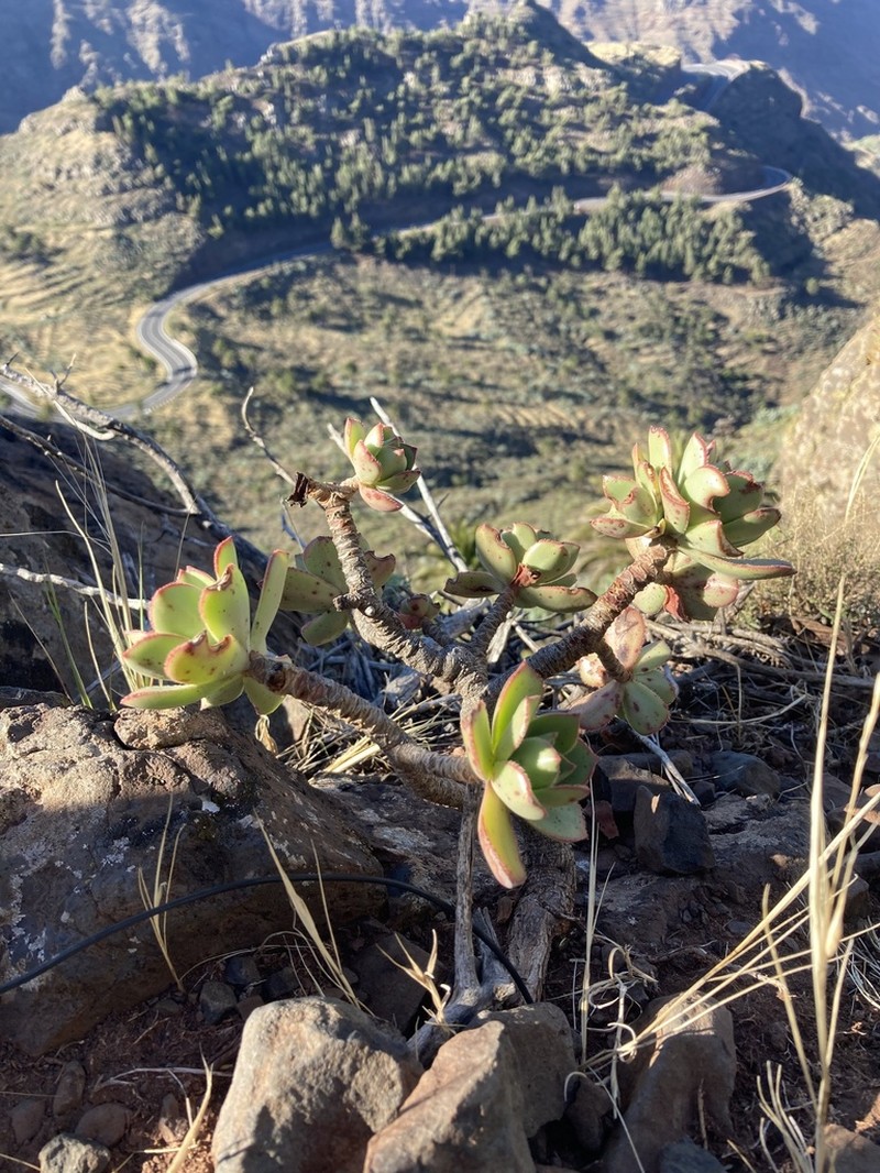 Aeonium decorum photo 2