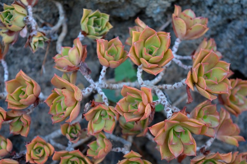 Aeonium decorum photo 3