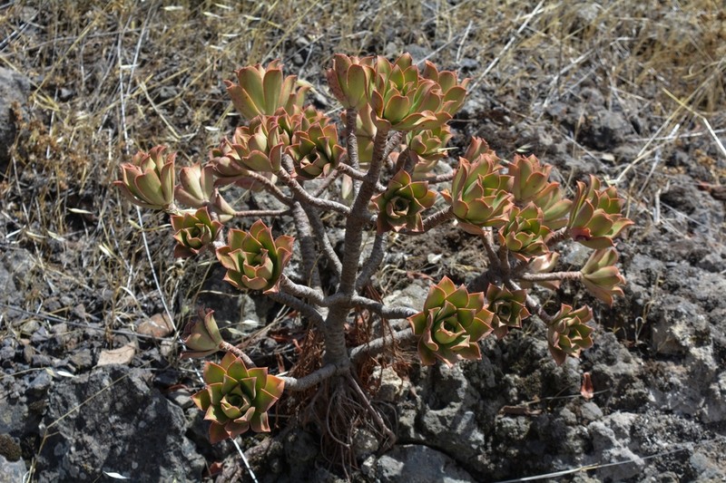 Aeonium decorum photo 4