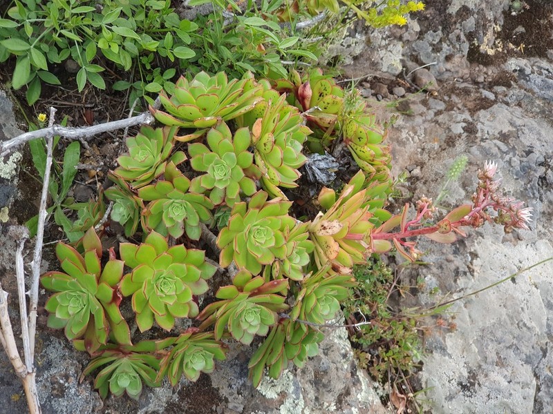 Aeonium decorum photo 5