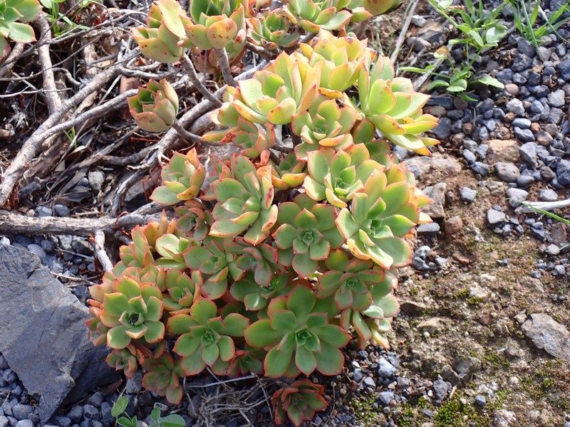 Aeonium decorum photo 6