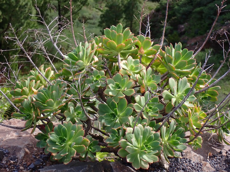 Aeonium decorum photo 7