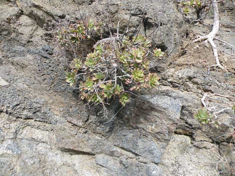 Aeonium decorum photo 8