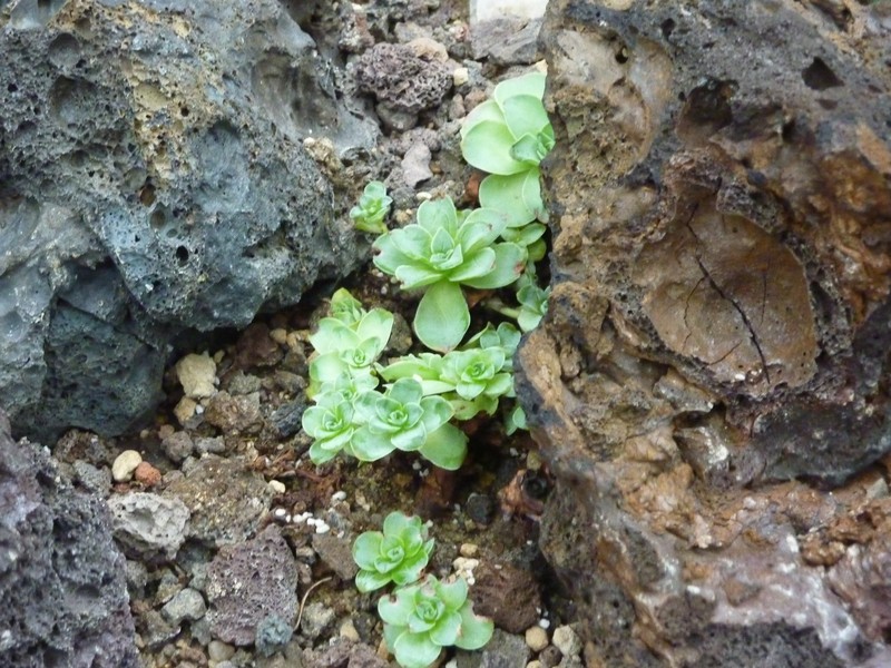 Aeonium dodrantale
