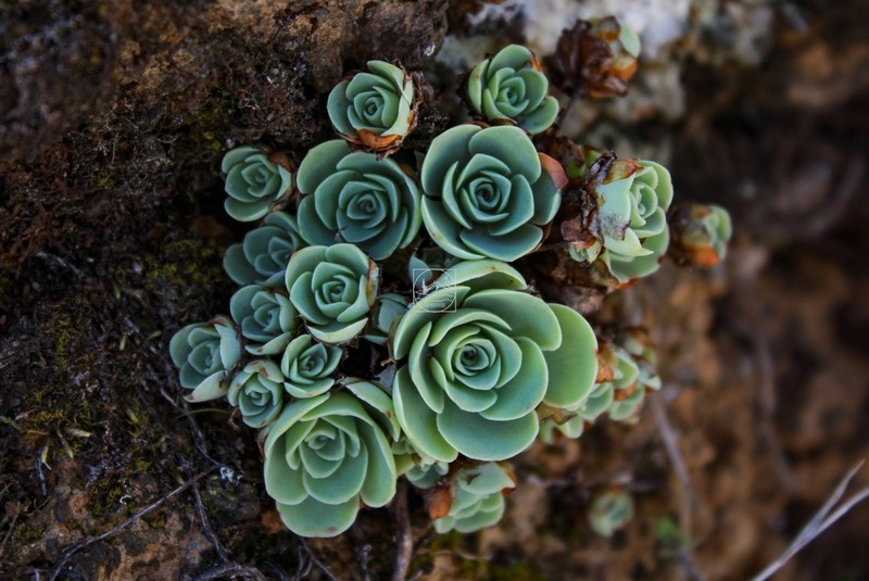 Aeonium dodrantale photo 2