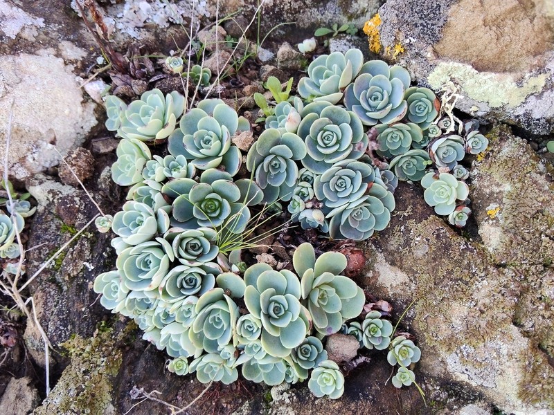 Aeonium dodrantale photo 3