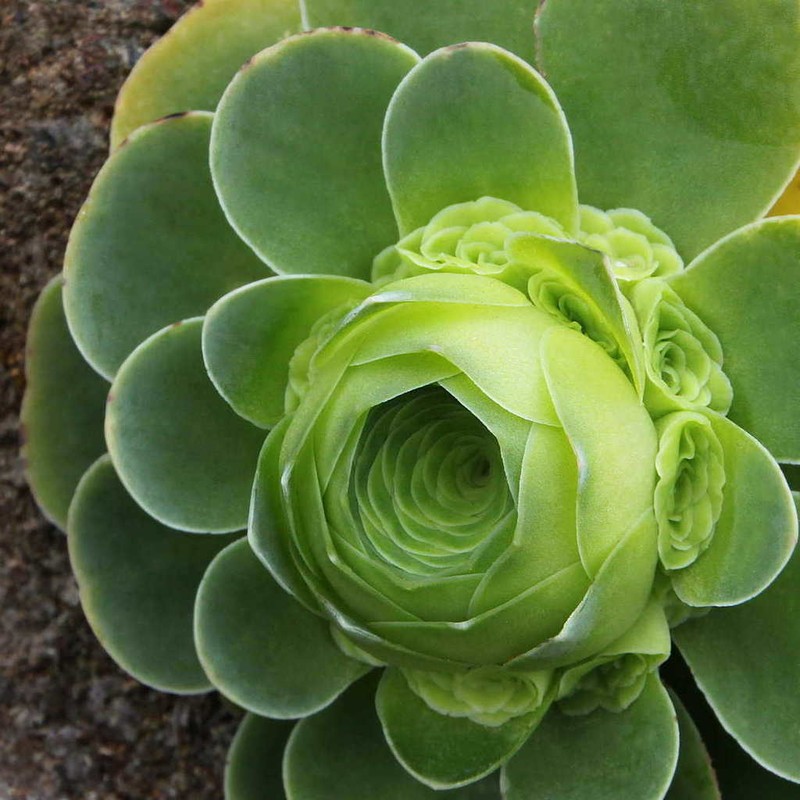 Aeonium dodrantale photo 4