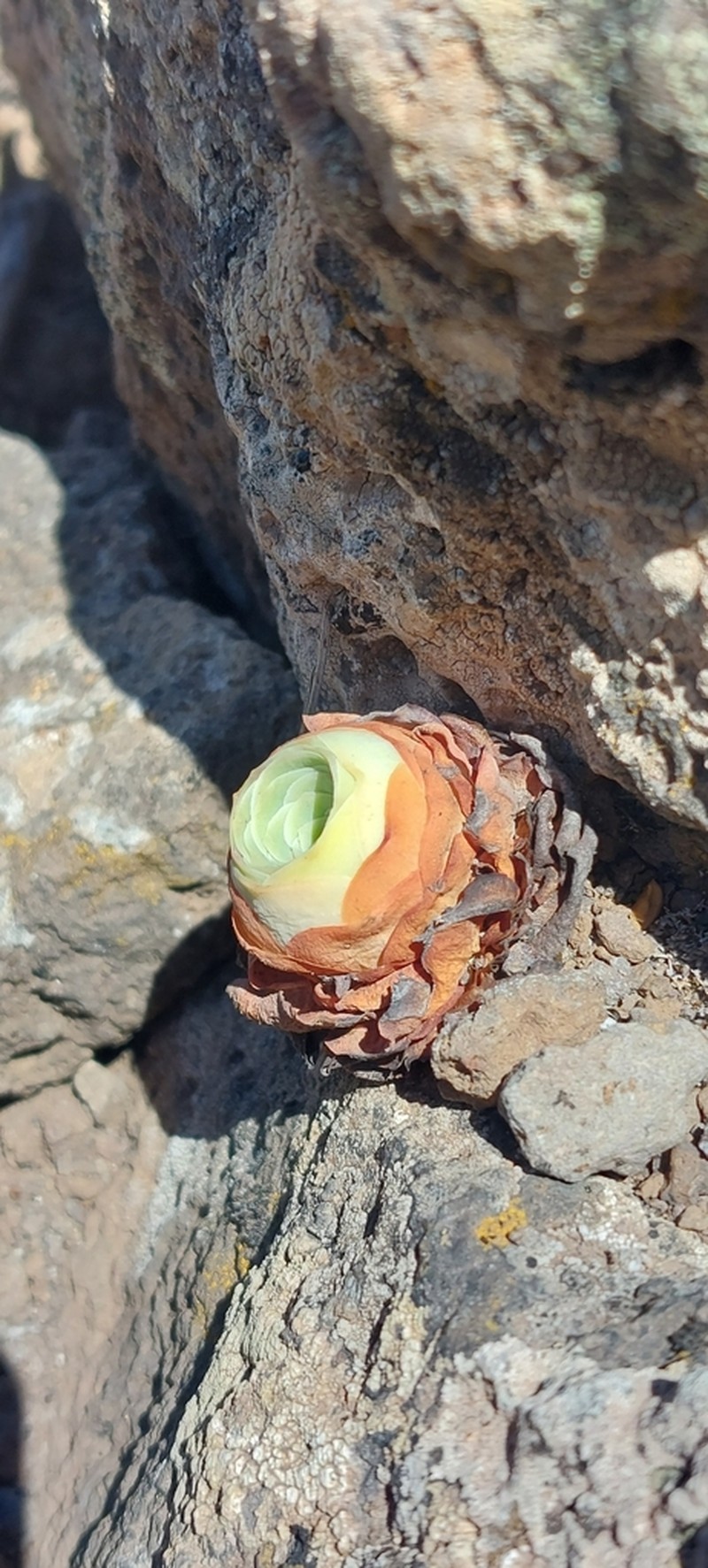 Aeonium dodrantale photo 7