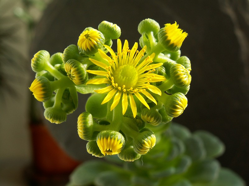 Aeonium dodrantale photo 8