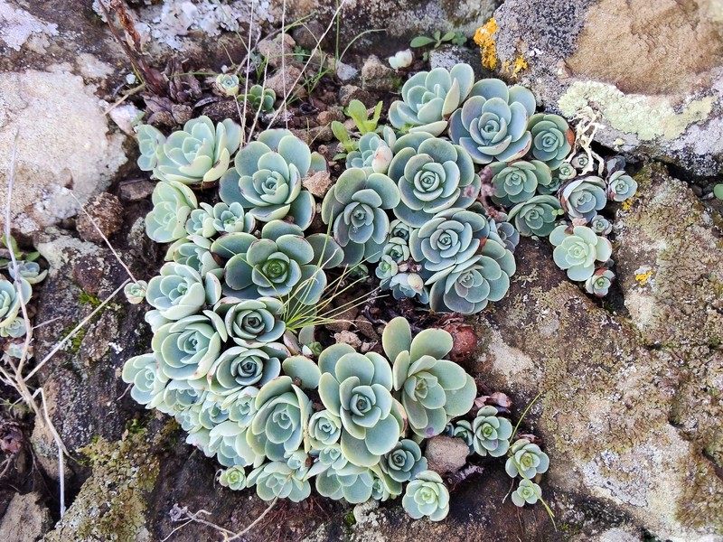 Aeonium dodrantale subsp. dodrantale photo 2