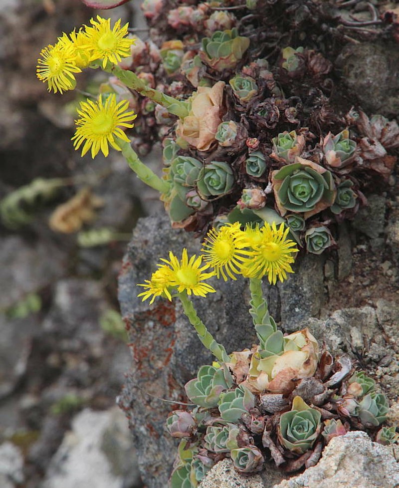 Aeonium dodrantale subsp. dodrantale