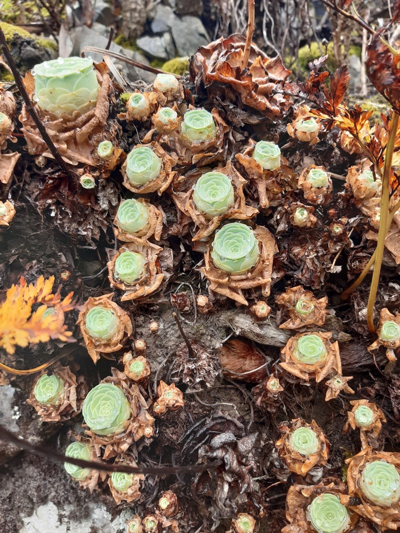Aeonium dodrantale subsp. millennium photo 3