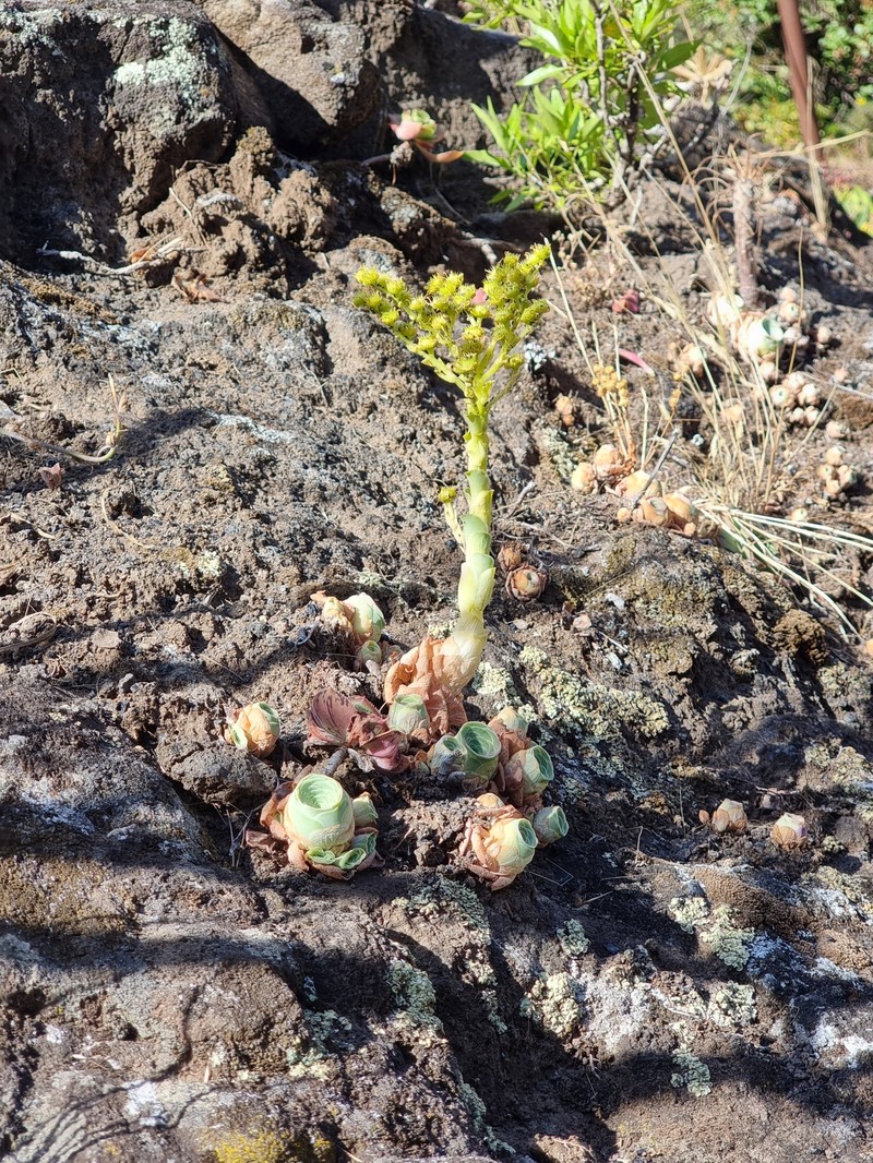Aeonium dodrantale subsp. millennium