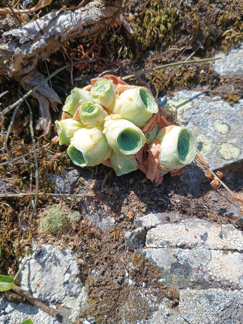 Aeonium dodrantale subsp. millennium photo 2