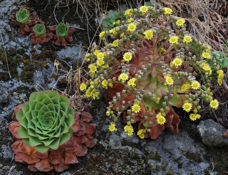 Aeonium glandulosum photo 2