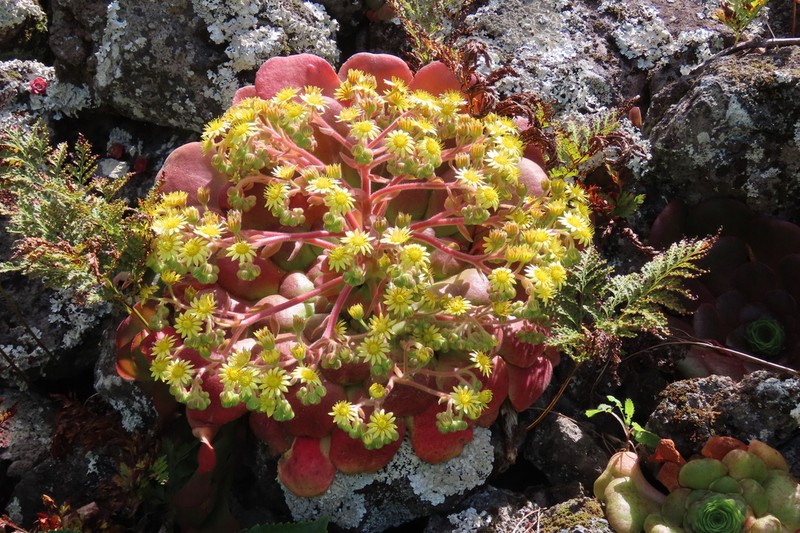 Aeonium glandulosum photo 3
