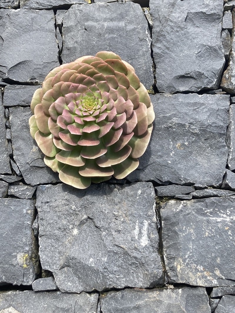 Aeonium glandulosum photo 4