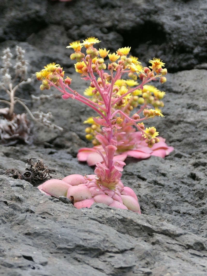 Aeonium glandulosum photo 5